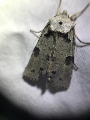 Lithophane querquera