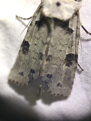 Lithophane querquera