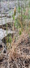 Phleum arenarium