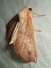 Mnesampela privata