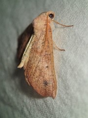Mnesampela privata