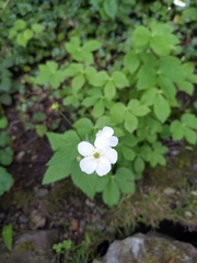 Ranunculus aconitifolius