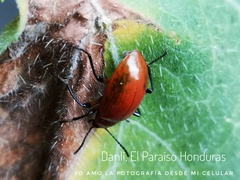 Strongylium hoepfneri