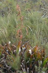 Tillandsia carnosa