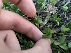 Trifolium repens