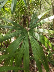 Cryosophila stauracantha