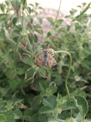 Carcharodina