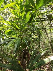 Cryosophila stauracantha