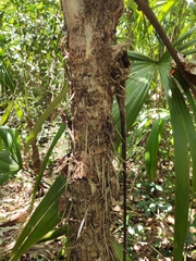 Cryosophila stauracantha