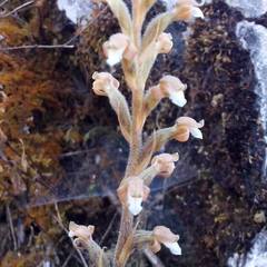 Sarcoglottis schaffneri