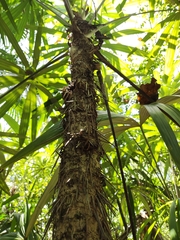 Cryosophila stauracantha