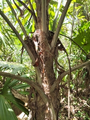 Cryosophila stauracantha