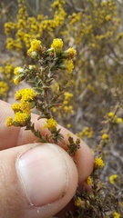 Marasmodes fasciculata