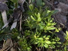 Galium mollugo