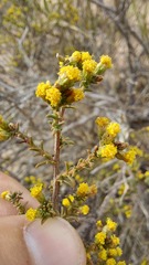 Marasmodes fasciculata