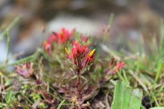 Castilleja pumila
