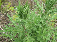 Echinops sphaerocephalus