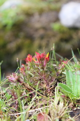 Castilleja pumila