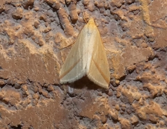 Rhodometra sacraria