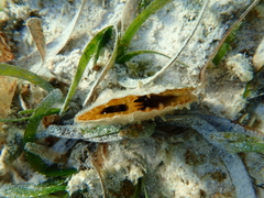 Pinna carnea