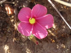 Oxalis pulchella