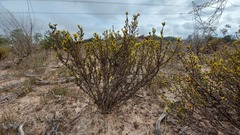 Marasmodes fasciculata