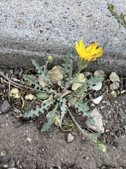 Malacothrix fendleri