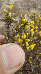 Marasmodes fasciculata