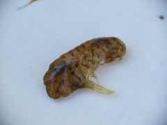 Gammarellus angulosus