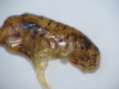 Gammarellus angulosus