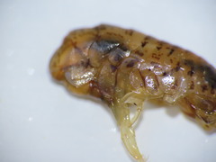Gammarellus angulosus