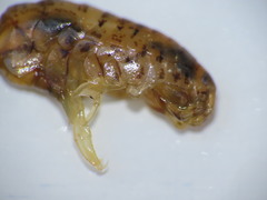 Gammarellus angulosus