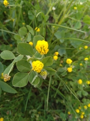 Medicago lupulina