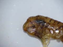 Gammarellus angulosus