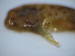 Gammarellus angulosus
