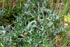 Eryngium campestre