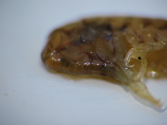 Gammarellus angulosus