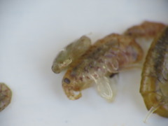 Gammarellus angulosus