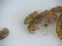 Gammarellus angulosus