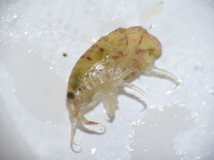 Gammarellus angulosus