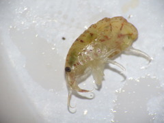 Gammarellus angulosus