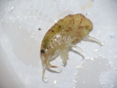 Gammarellus angulosus