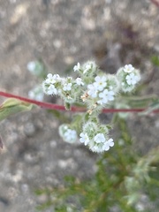 Eremocarya micrantha