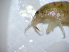Gammarellus angulosus