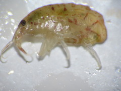 Gammarellus angulosus