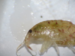 Gammarellus angulosus