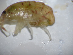 Gammarellus angulosus