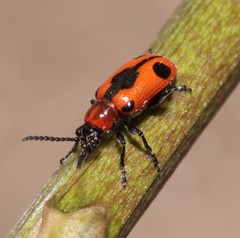 Crioceris quinquepunctata