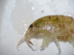 Gammarellus angulosus
