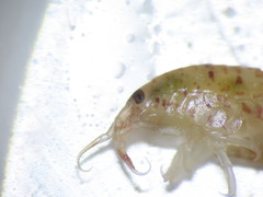 Gammarellus angulosus